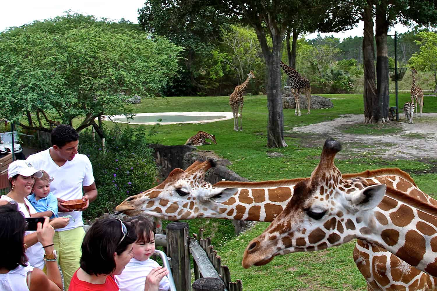 Miami  Metrozoo